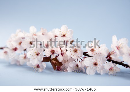 Cherry Blossoms on Blue Background