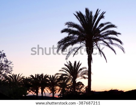 Palm garden. Twilight or night scene           