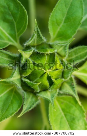 close-up of Sunflower bud background