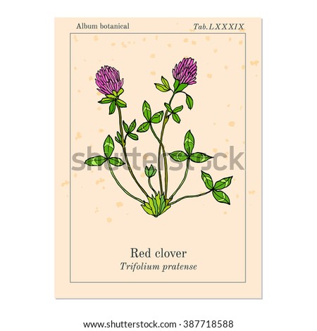 Red Clover or Trifolium pratense, hand drawn botanical vector illustration