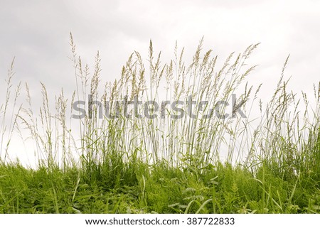 High green Grass Backgrounds symbol picture                               