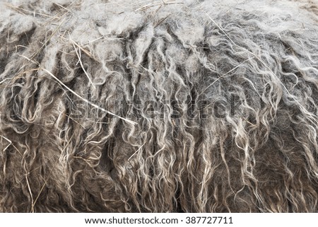 Soft, and fluffy sheepskin - wool. Closeup background