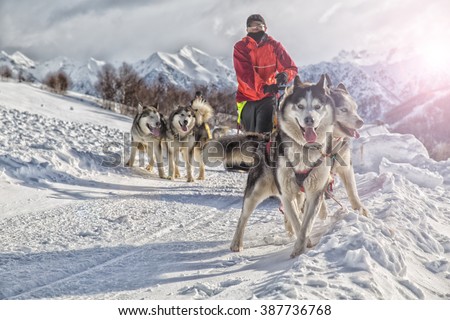 Sled dog racing alaskan malamute snow winter competition race Royalty-Free Stock Photo #387736768