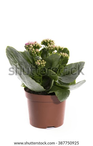 Kalanchoe bush in a pot on a white background