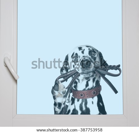 Dalmatian is holding the leash in its mouth looking through the window