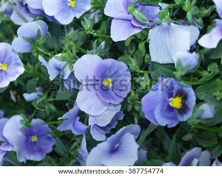 Flowers to Russia pansies. Photo of Crimea