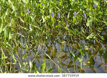Pickerel weeds on the lake