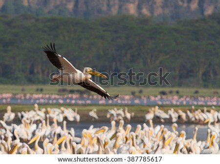 White pelican in flight above flock of sitting pelicans, with pink flock of flamingos and acacia trees in background, Kenya, Africa