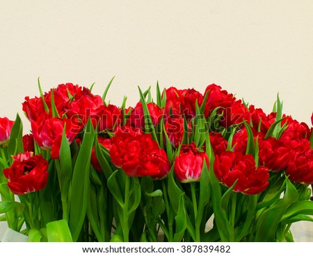 Red tulips on neutral light background. Big bouquet of red flowers with green leaves. Picture with copy space.