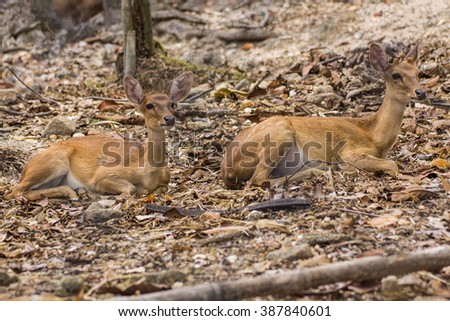 Two Small deer in Chiangmai Zoo , Thailand