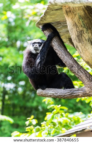 Gibbon in Chiangmai Zoo , Thailand