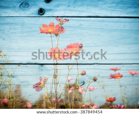 pink color of cosmos flower field on wooden texture background. vintage color tone with filter color effect