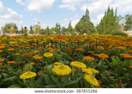 flower garden in Da lat, Vietnam