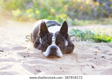 Dejected Boston Terrier with lying down at the beach