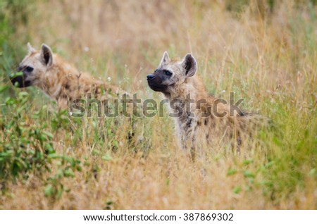 Spotted Hyenas hunting, Kruger National Park, South Africa