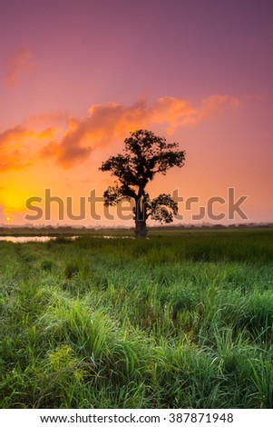 Alone tree in the middle of paddy field taken with Slow Shutter. Soft Focus Motion Blur due to Slow Shutter Speed. Copy Space Area