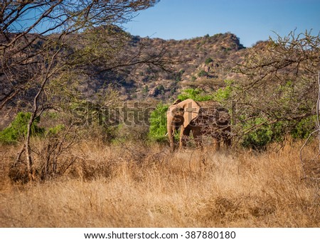 African elephant walks through the Serengeti plains