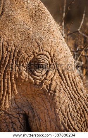 Close up of African Elephant head