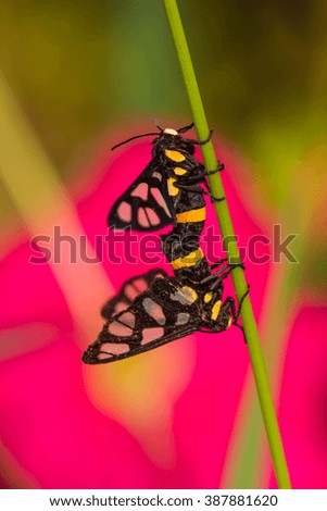 twin tiger grass borer moth