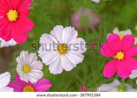 a picture of selective focus of white cosmos flower with blurred cosmos flowers at background