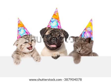 Puppy and kittens in birthday hats peeking from behind empty board. isolated on white background