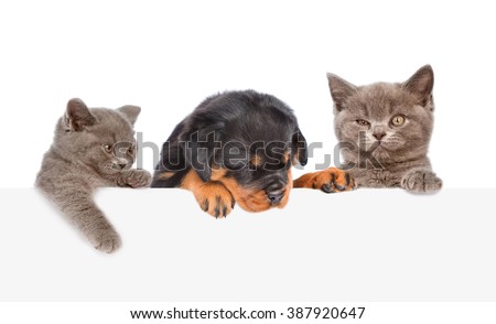 Cat and Dog peeking from behind empty board. isolated on white background