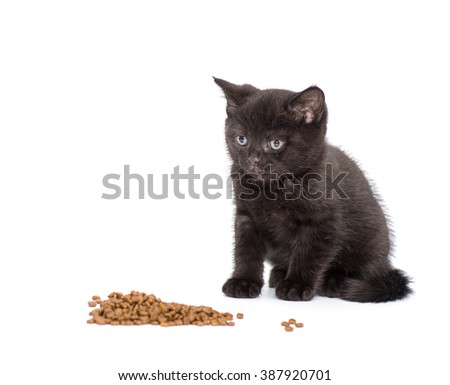 Adorable british little kitten eating 