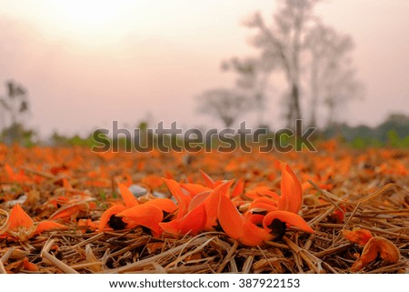 a selective focus picture of falling bastard Teak flowers on ground and orange blurred flowers at background
