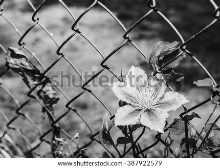 Black and white photo of the flower in steel fence in summer time