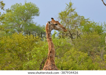 Giraffe, back, in the savanna, exotic birds eating on its neck