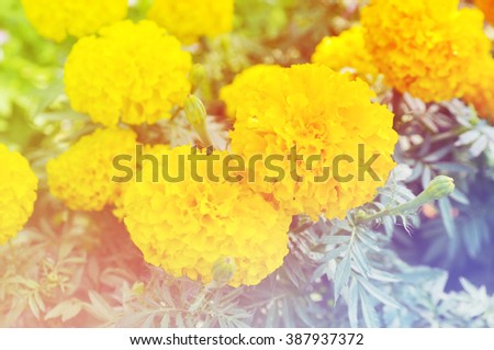 Floral background,Flower background, Soft focus, Background