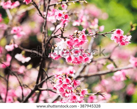 Pink cherry blossom in full bloom