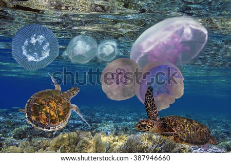 Green Sea Turtle (Chelonia mydas), Red Sea, Egypt