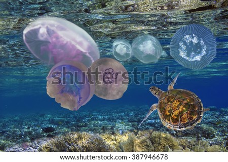 Green Sea Turtle (Chelonia mydas), Red Sea, Egypt