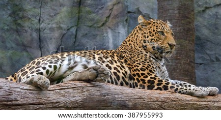 Life of leopard in a captivity.