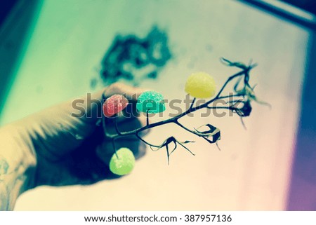 collection of candy growing on dry plant, vivid colors for abstract concept