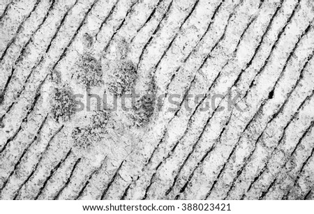 Black and white color of dog's footprints on cement,concrete floor background with copy space
