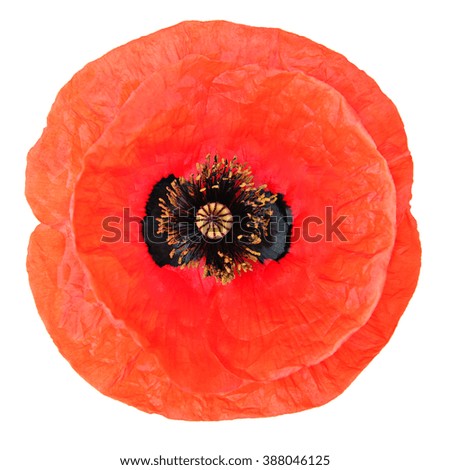 One red poppy flower isolated on white background. In case we forget, november 11, Remembrance Day symbol