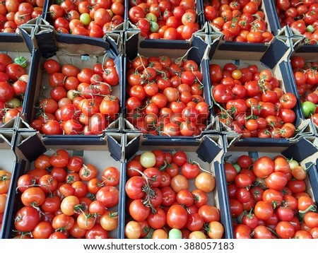 lots of tomatoes in baskets 