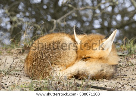 Red Fox Lying on the Sand with Her Head Buried in Her Tail to Stay Warm