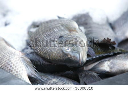 fresh raw fish heap on open market