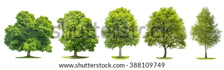Set of green trees oak, maple, birch, chestnut. Nature objects isolated on white background