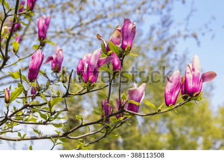 background landscape lovely pink buds on the branches of a magnolia blossom on a background of blue sky in spring