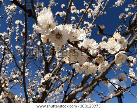 Apricot tree in spring blue-sky