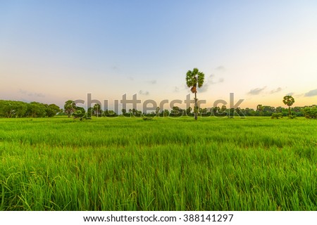 Single tree in the cornfield at sunrise