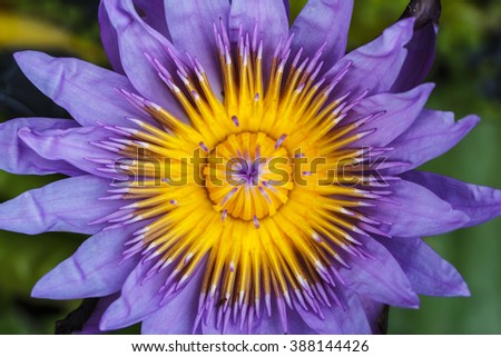 lotus bloom colorful purple in close up pollen