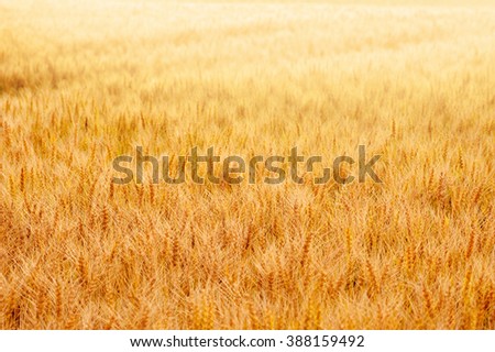 wheat field adjust colorful to golden sun light and focus on the center of picture