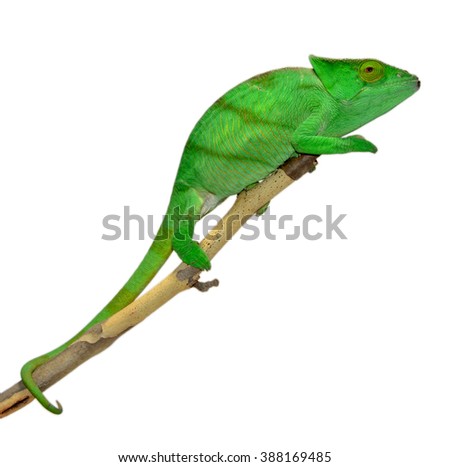 Parson Chameleon - Female - Calumma Parsoni Orange Eye - Juvenile