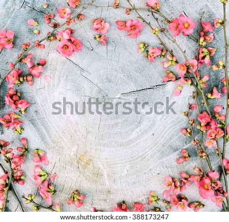 Frame of spring flowers on a wooden ,with space for text ,spring or summer theme Royalty-Free Stock Photo #388173247