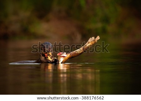 Giant Otter, Pteronura brasiliensis, portrait in the river with fish in mouth, bloody action scene, animal in the nature habitat, Rio Negro, Pantanal, Brazil.